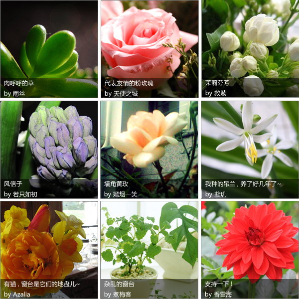 窗臺(tái)上的薄荷草