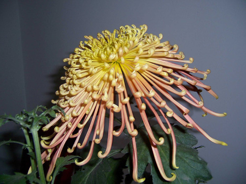 ���g����ǧ�t����(d��)��������