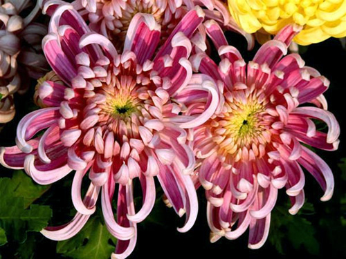 ���g����ǧ�t����(d��)��������