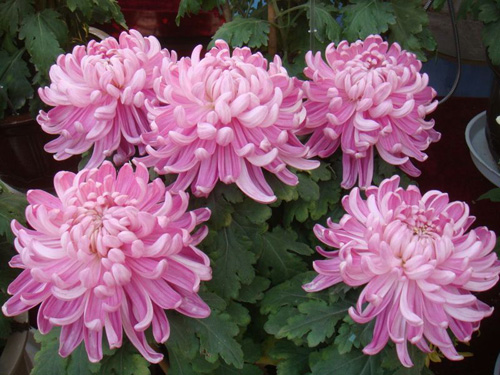 ���g����ǧ�t����(d��)��������