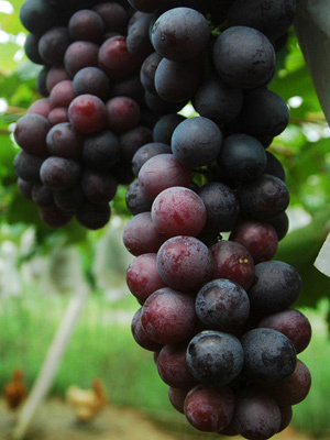 ����4�N��ɫˮ�� ��������Ч