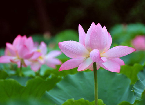 來生愿作采蓮人,與君相逢橫塘水