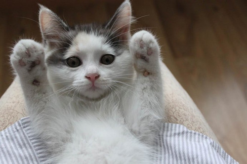 ����������С�؈ū�����Ҹ�����