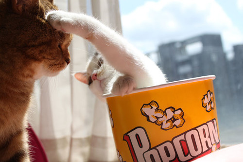 ����������С�؈ū�����Ҹ�����