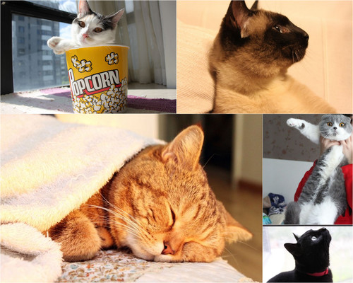 ����������С�؈ū�����Ҹ�����