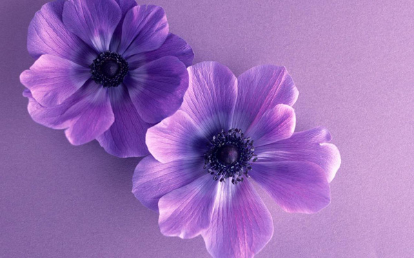 若,相逢只是夢一場