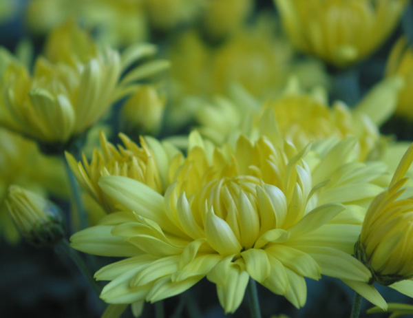 ������ζ���Ŷ����µľջ�