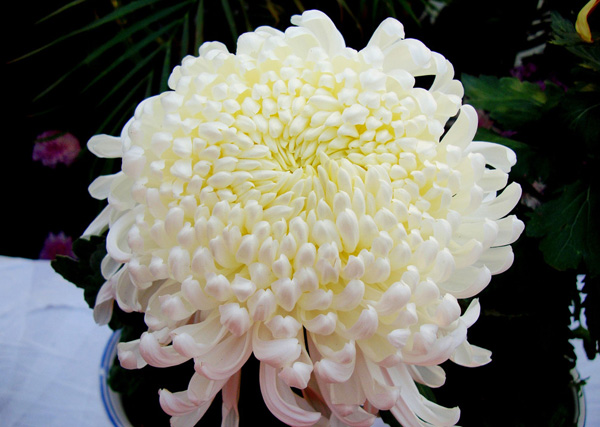 ������ζ���Ŷ����µľջ�