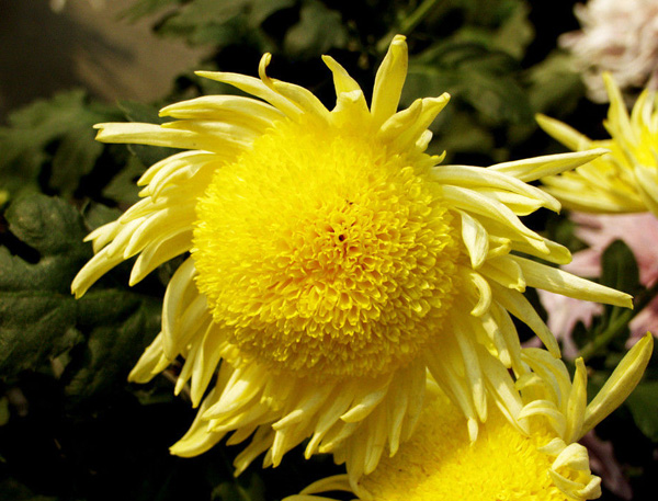 ������ζ���Ŷ����µľջ�