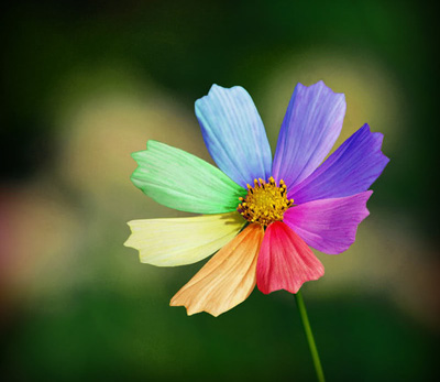 �������Z���p��ī�E