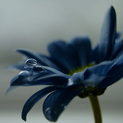 眼淚知道什么是愛