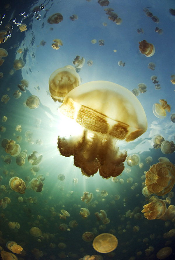 一組令人拍案叫絕的水下攝影