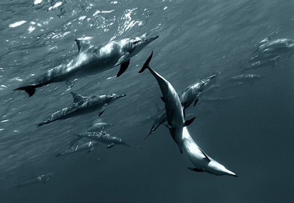 一組令人拍案叫絕的水下攝影