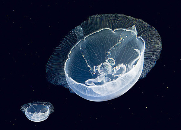 一組令人拍案叫絕的水下攝影