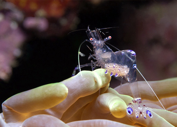 一組令人拍案叫絕的水下攝影