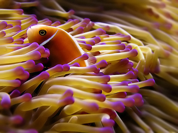 一組令人拍案叫絕的水下攝影