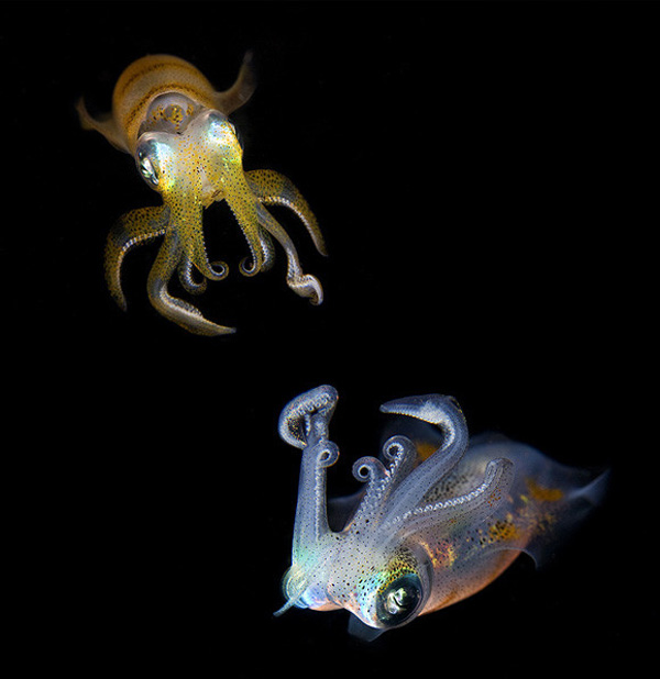 一組令人拍案叫絕的水下攝影