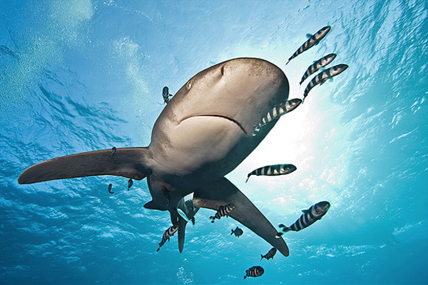 一組令人拍案叫絕的水下攝影