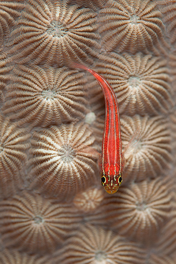 一組令人拍案叫絕的水下攝影