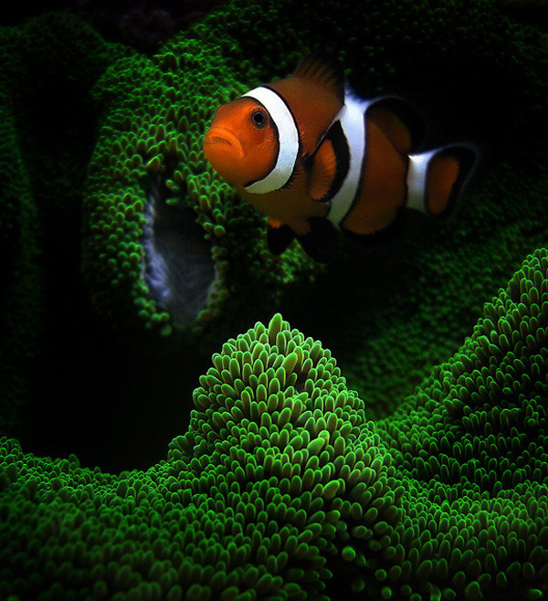 一組令人拍案叫絕的水下攝影