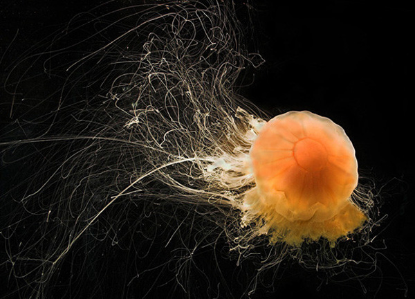 一組令人拍案叫絕的水下攝影