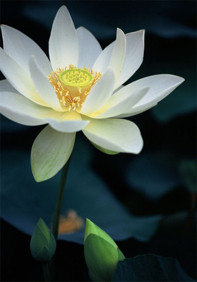 ��ˮ�����飬�h��������