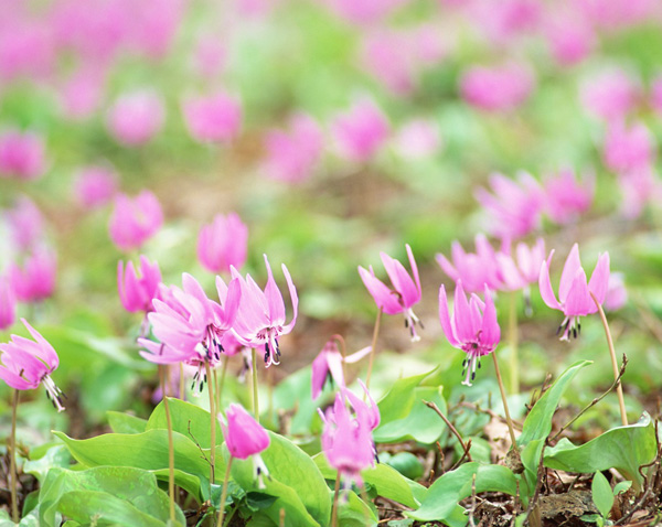 �� ���Z�����򵭲����o