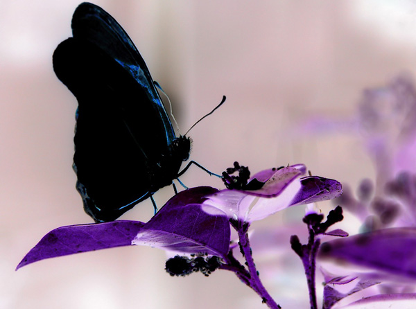 ���_��������ī�c��