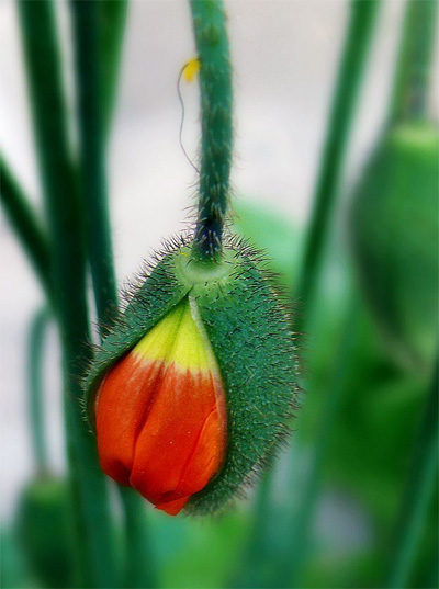 虞美人:柔骨俠腸斷楚營