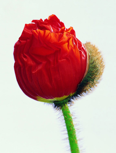 虞美人:柔骨俠腸斷楚營