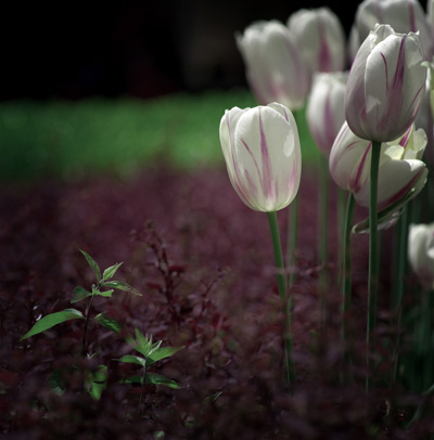 ī�{����Ⱦ�m�������@����δ����