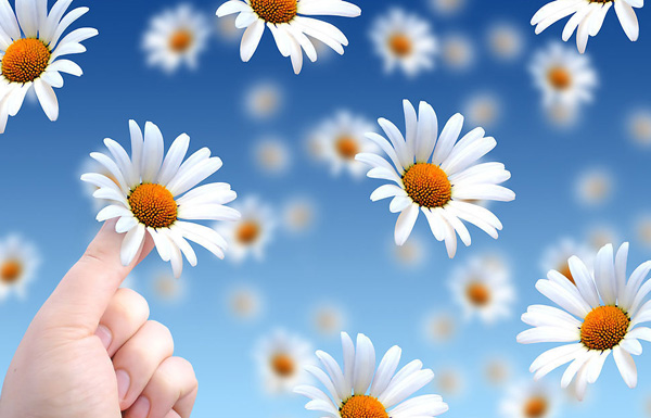 細數幸福的花瓣