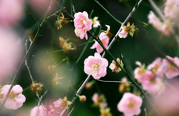 ���L�������A��ɫ