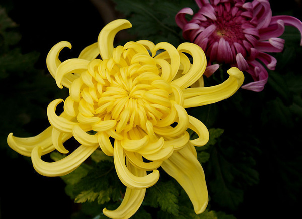 ������ѩ Ī������