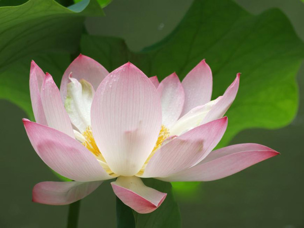 ɏ�����⣬ɏ��t�����