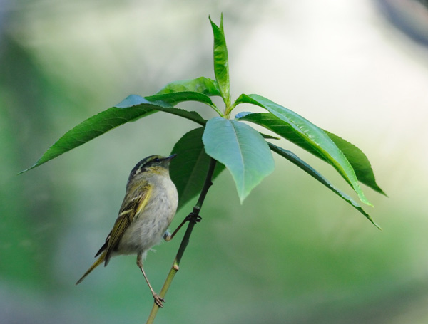 �Ľ����������Ҹ����� 