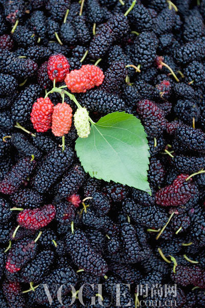 �B������ʺ�ݮ�� �Գ����ϰ�������