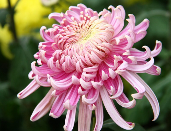 古今贊揚(yáng)菊花的美妙詩詞