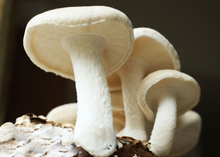 7�N�߲�׌����۲��L��