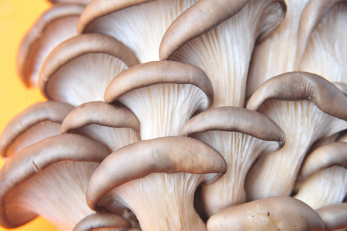 ����Ƥ�w������ô�k��׌Ƥ�wˮ�۵�10�N�߲�