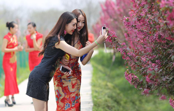 南京美女著旗袍賞花 顧盼生姿秀身段