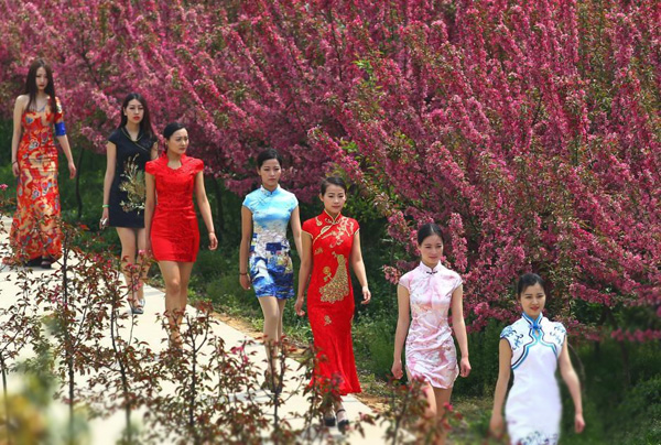 南京美女著旗袍賞花 顧盼生姿秀身段