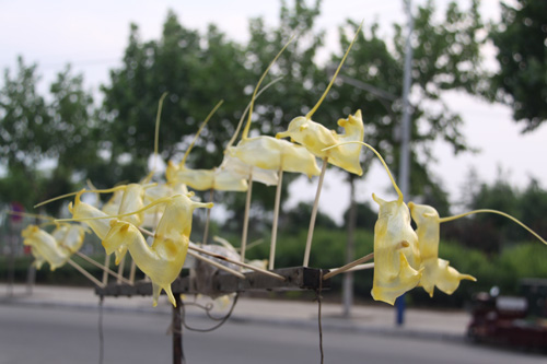 ѩ��������������߀����  �����F�������˾���ʧ��