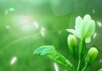 ����(������)